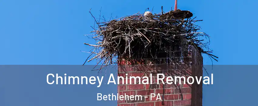 Chimney Animal Removal Bethlehem - PA