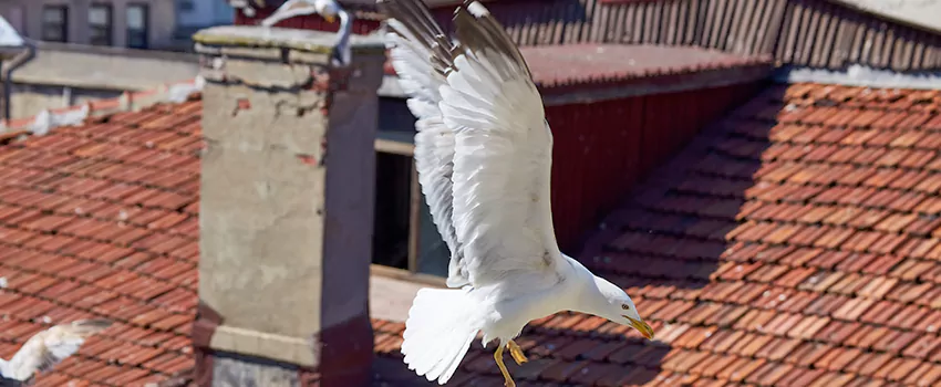 Residential Chimney Animal Removal Solution in Bethlehem, PA